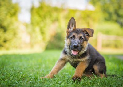 German shepherd puppy in the grass